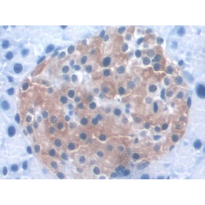 Kidney And Brain Protein (KIBRA) Mouse Polyclonal Antibody