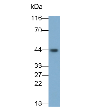 WNT Inhibitory Factor 1 (WIF1) Human Polyclonal Antibody