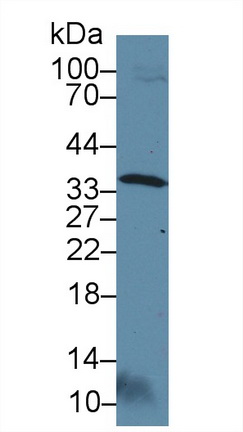 Otubain 1 (OTUB1) Rat Polyclonal Antibody