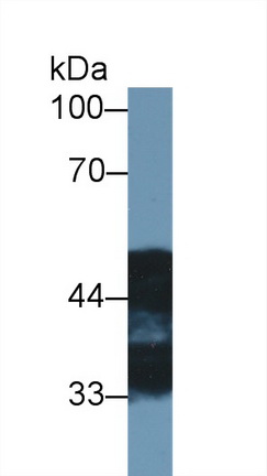 N-myc Downstream Regulated Gene 2 (NDRG2) Rat Polyclonal Antibody