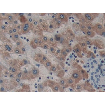 Nei Endonuclease VIII Like Protein 1 (NEIL1) Human Polyclonal Antibody