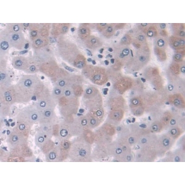 NEL Like Protein 2 (NELL2) Human Polyclonal Antibody