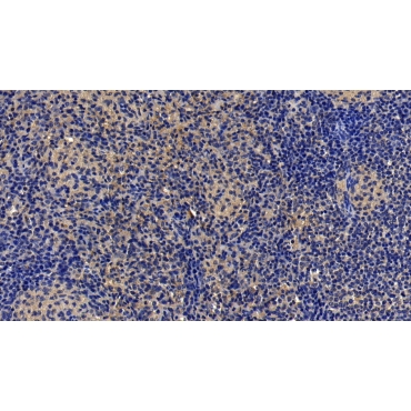 Neogenin 1 (NEO1) Human Polyclonal Antibody