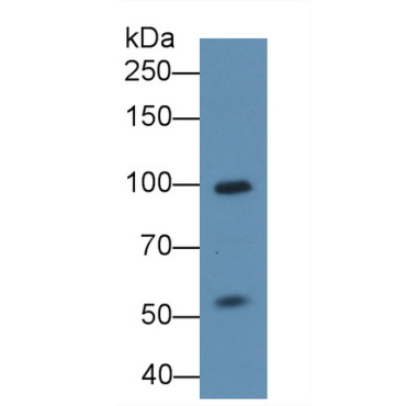 Nuclear Factor Of Activated T-Cells, Cytoplasmic 2 (NFATC2) Human Polyclonal Antibody