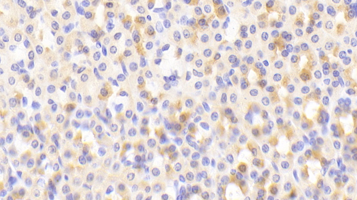 Nuclear Factor, Erythroid Derived 2 Like Protein 2 (NFE2L2) Rat Polyclonal Antibody