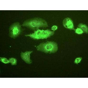 NADH Dehydrogenase, Quinone 1 (NQO1) Human Polyclonal Antibody