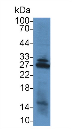 NADH Dehydrogenase, Quinone 1 (NQO1) Rat Polyclonal Antibody
