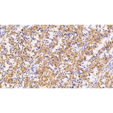 Protein L-Isoaspartate-O-Methyltransferase (PCMT1) Human Polyclonal Antibody