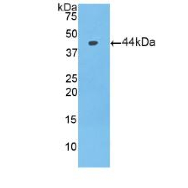 Prolactin Induced Protein (PIP) Mouse Polyclonal Antibody