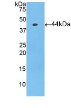 Prolactin Induced Protein (PIP) Mouse Polyclonal Antibody