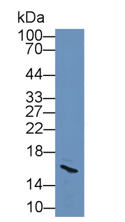 Prolactin Induced Protein (PIP) Rat Polyclonal Antibody