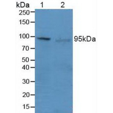 PR Domain Containing Protein 1 (PRDM1) Human Polyclonal Antibody