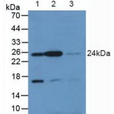 V-Ral Simian Leukemia Viral Oncogene Homolog A (RALA) Human Polyclonal Antibody