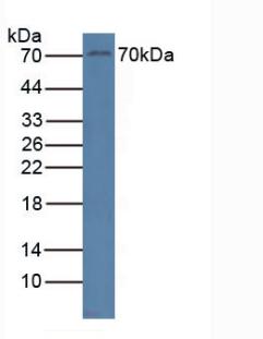 Receptor Tyrosine Kinase (RYK) Mouse Polyclonal Antibody