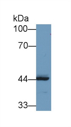 REV1 Homolog (REV1) Human Polyclonal Antibody