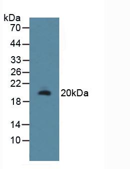 R-Spondin 1 (RSPO1) Rat Polyclonal Antibody