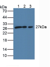 SCO Cytochrome Oxidase Deficient Homolog 2 (SCO2) Human Polyclonal Antibody