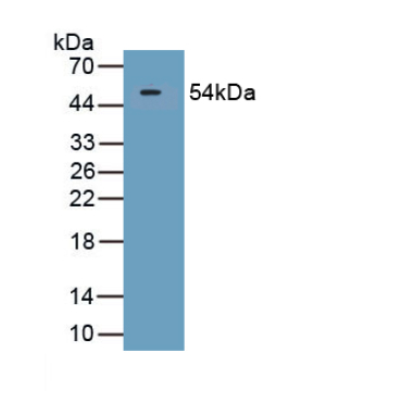 Secreted And Transmembrane Protein 1 (SECTM1) Human Polyclonal Antibody