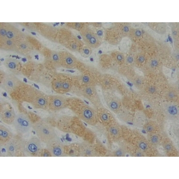 Src Homology 2 Domain Containing Adapter Protein B (SHB) Human Polyclonal Antibody