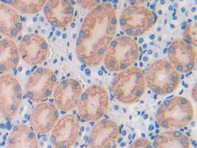 Src Homology 2 Domain Containing Adapter Protein B (SHB) Mouse Polyclonal Antibody