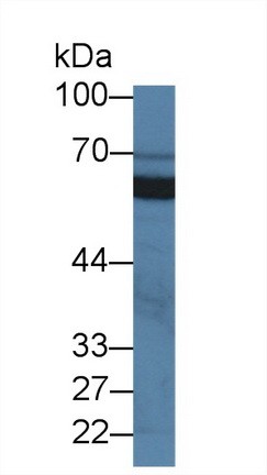 Single Ig IL1 Related Receptor (SIGIRR) Human Polyclonal Antibody