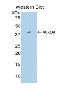 Single Ig IL1 Related Receptor (SIGIRR) Mouse Polyclonal Antibody