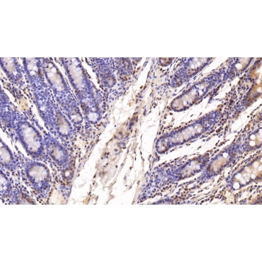 Specificity Protein 1 (Sp1) Human Polyclonal Antibody