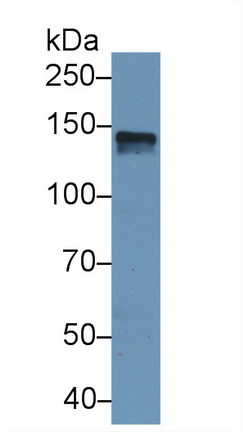SPARC Like Protein 1 (SPARCL1) Human Polyclonal Antibody