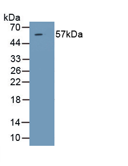 Steroid 5 Alpha Reductase 1 (SRD5a1) Rat Polyclonal Antibody