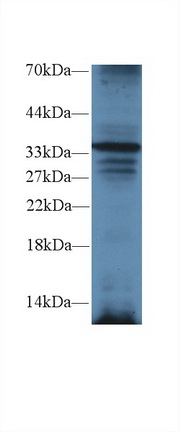 TNFRSF1A Associated Via Death Domain Protein (TRADD) Mouse Polyclonal Antibody