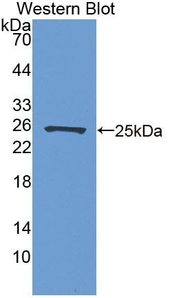 Ras Related C3 Botulinum Toxin Substrate 1 (Rac1) Human Polyclonal Antibody