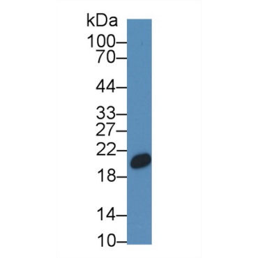 Canopy 2 Homolog (CNPY2) Human Polyclonal Antibody
