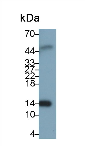 Retinol Binding Protein 7, Cellular (RBP7) Pig Polyclonal Antibody