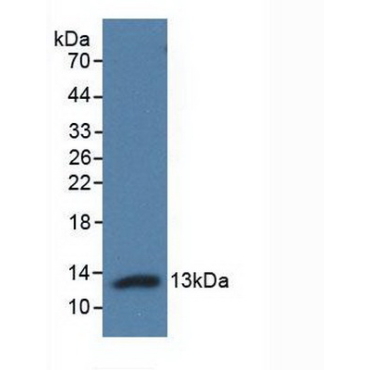 Adropin (AD) Human Polyclonal Antibody