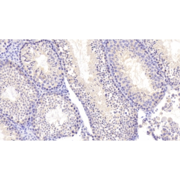 Nei Endonuclease VIII Like Protein 3 (NEIL3) Mouse Polyclonal Antibody