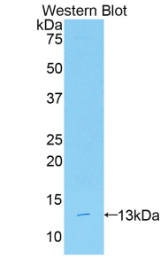 Reprimo (RPRM) Rat Polyclonal Antibody