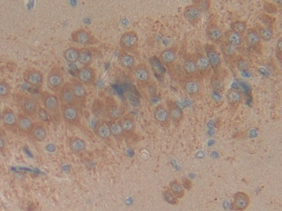 Reprimo (RPRM) Rat Polyclonal Antibody