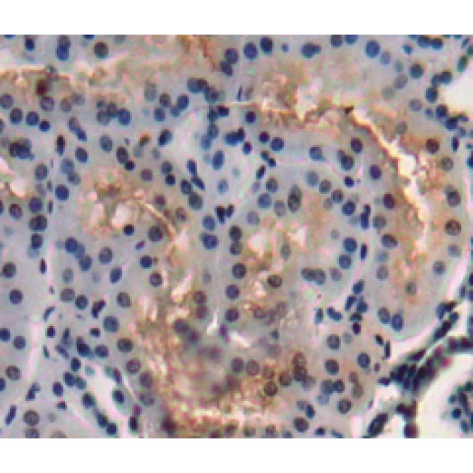Amy1 Associated Protein Expressed In Testis (AAT1) Human Polyclonal Antibody