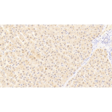 Angiopoietin Like Protein 6 (ANGPTL6) Human Polyclonal Antibody