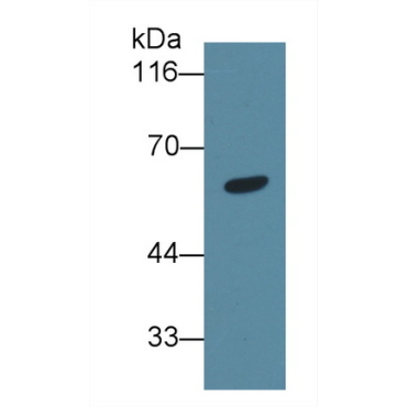 Angiopoietin Like Protein 6 (ANGPTL6) Mouse Polyclonal Antibody