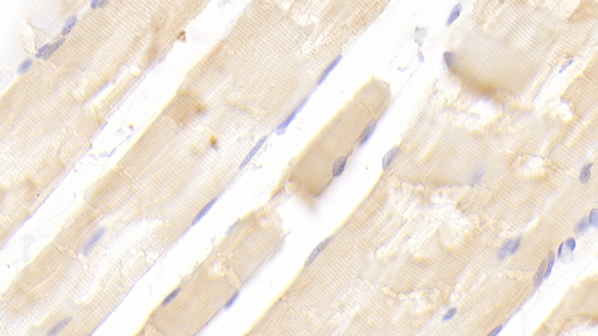 Angiopoietin Like Protein 6 (ANGPTL6) Rat Polyclonal Antibody