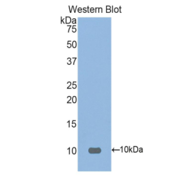 Fibronectin Type III Domain Containing Protein 5 (FNDC5) Mouse Polyclonal Antibody