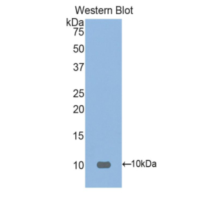 Fibronectin Type III Domain Containing Protein 5 (FNDC5) Mouse Polyclonal Antibody