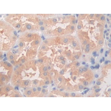 Angiopoietin Like Protein 5 (ANGPTL5) Human Polyclonal Antibody