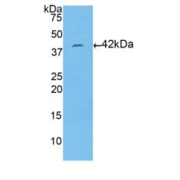 Histone Cluster 1, H2aa (HIST1H2AA) Human Polyclonal Antibody
