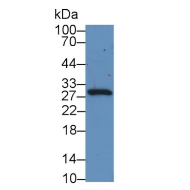 Cripto, FRL1, Cryptic Family 1 (CFC1) Human Polyclonal Antibody