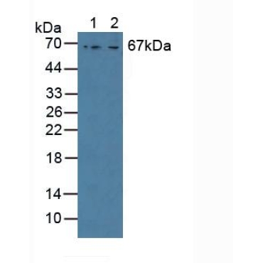 GRB2 Associated Binding Protein 3 (GAB3) Mouse Polyclonal Antibody