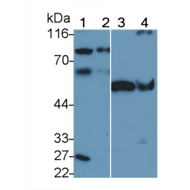 Autophagy Related Protein 16 Like Protein 1 (ATG16L1) Human Polyclonal Antibody