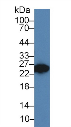 Dickkopf Like Protein 1 (DKKL1) Rat Polyclonal Antibody