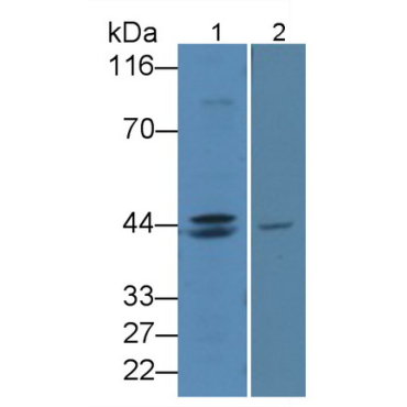 Wingless Type MMTV Integration Site Family, Member 3A (WNT3A) Bovine (Cattle) Polyclonal Antibody